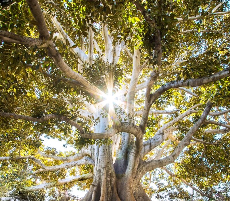 sun light passing through green leafed tree
